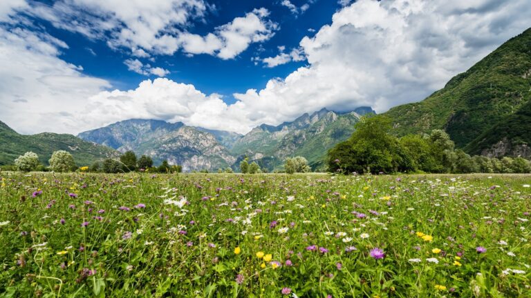 Nell'immagine il paesaggio della Valtellina in primavera. In primo piano un prato verde e fiorito. Sullo sfondo le montagne